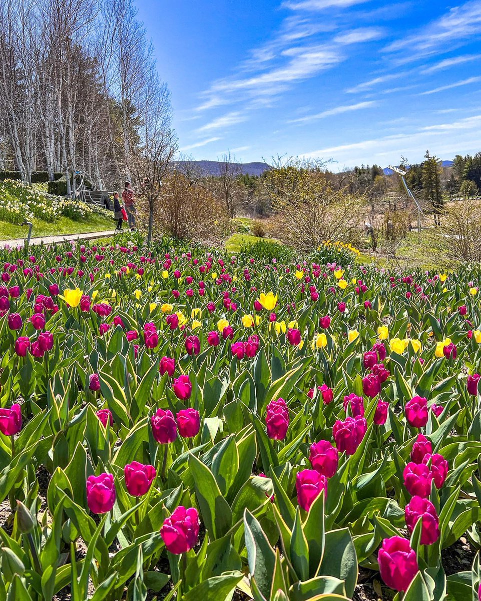 Visit Massachusetts on Twitter "Over 130,000 flowers will be in bloom at the Naumkeag Daffodil