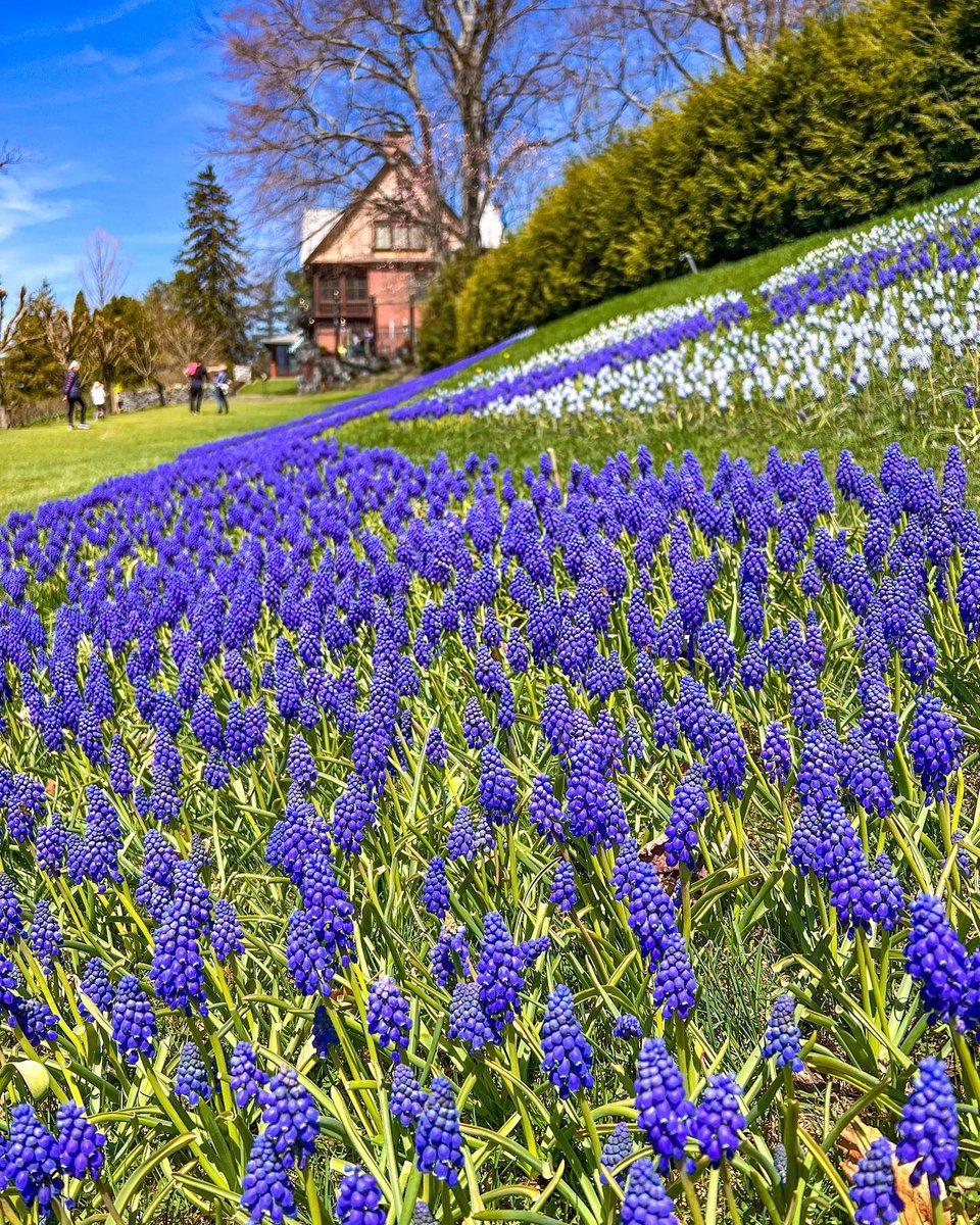 Visit Massachusetts on Twitter "Over 130,000 flowers will be in bloom at the Naumkeag Daffodil