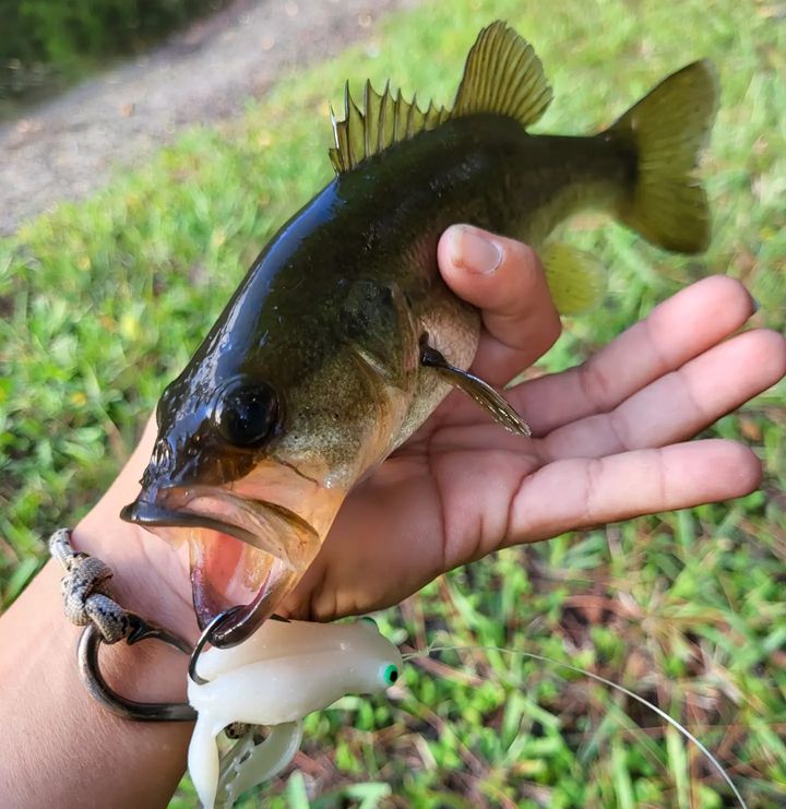 Chasebaits tweet media