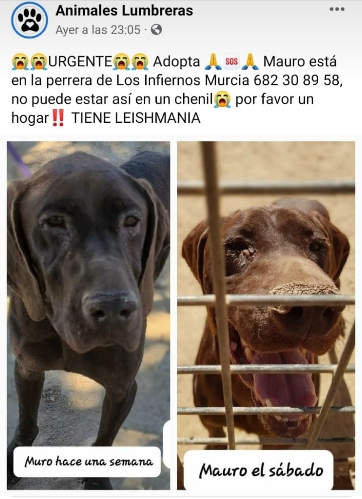 #MURCIA #ESPAÑA Por humanidad #MÁXIMADIFUSIÓN. Sabemos que son muchos y cada día más, pero,nosotros somos más. Ayuda para que no siga   sufrí y encontrarle un hogar .Gracias a todos 💙