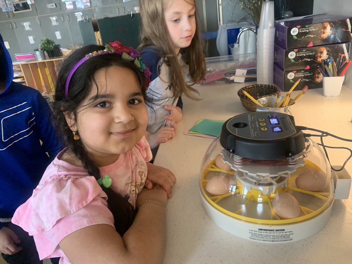 brunk1stgrade's tweet photo. Mrs. Casey brought the eggs for our incubators from the hatchery!  She also answered many of our questions about chick eggs and chicks. The 21 day countdown officially begins! @WyandotECS #weshinebright #WEarelakota #chickeggs https://t.co/SK4OjY3MT7