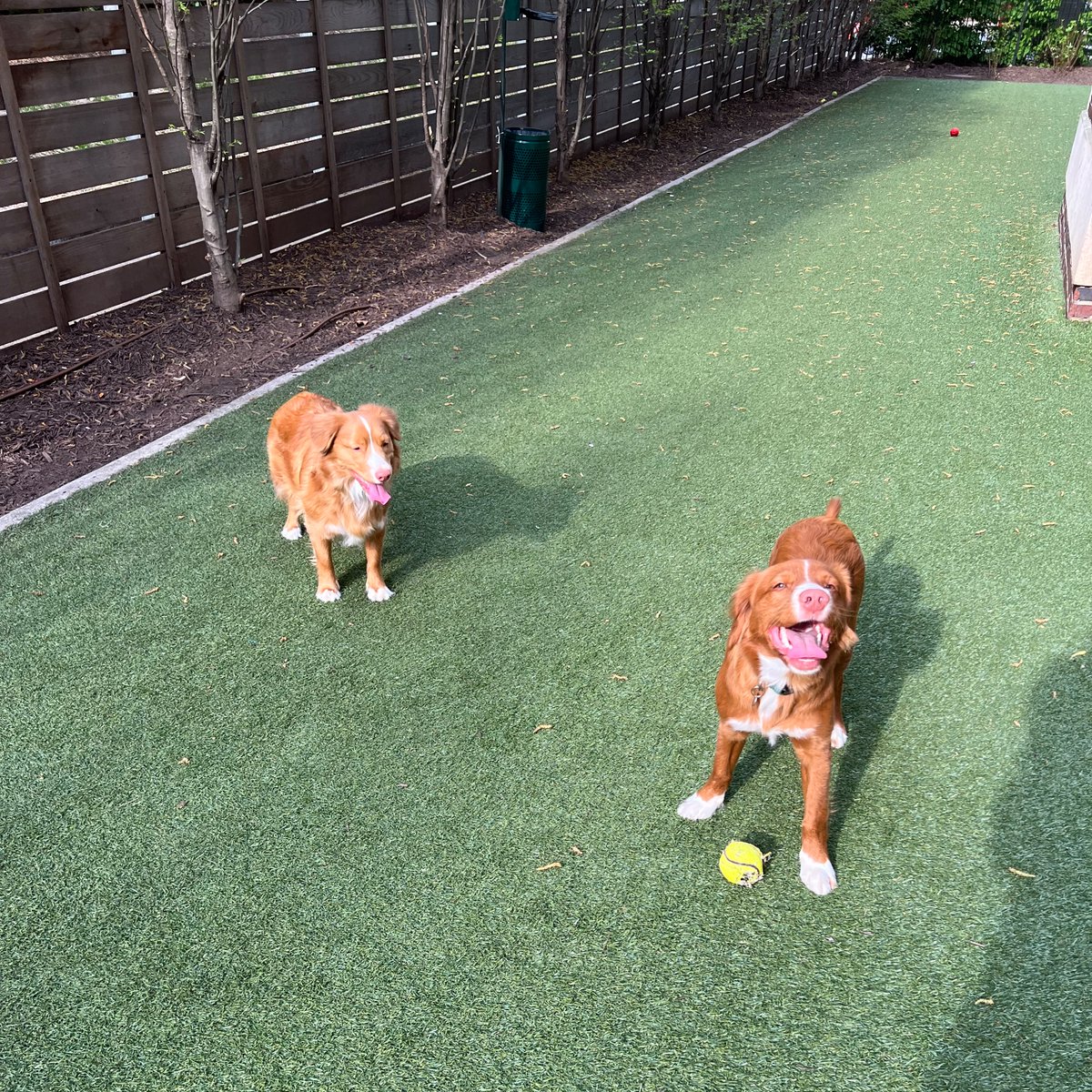 80 degrees, or as the dogs like to call it, tongues out weather ☀️