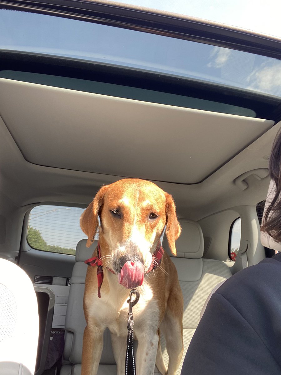 Truvy enjoyed her day out today! 

#houndsoftwitter #adoptable