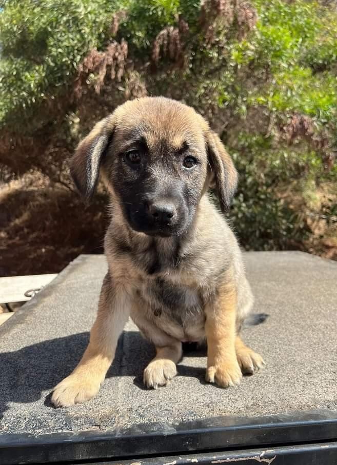 AnimalParaiso's tweet photo. Osita en adopción, es una hermosa cachorra mestiza de pastor, dos meses y medio de edad, muy tierna y juguetona. Se lleva bien con niños, perritos y gatos.

Disponibilidad de entrega en la V Región en general y también en la capital.

Contacto al celular +56985522074. https://t.co/Dsyh1AZGkV