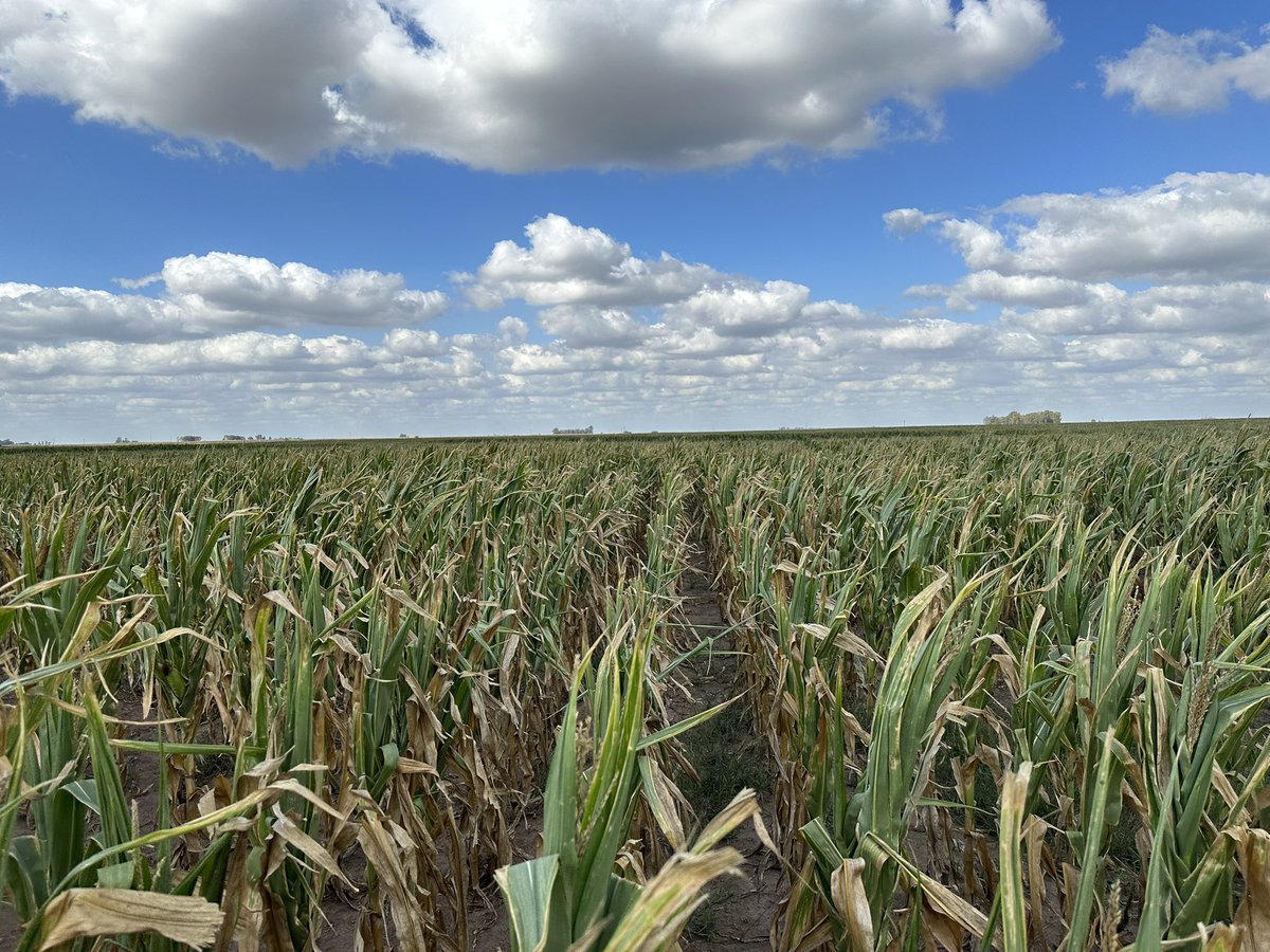 Cosecha “0” . Otro maíz perdido por la sequía. 🌽🌽🌽. 
Antecesor : Avena
FS: 15/12
Hibrido: BRV8380 PWUE
Densidad 55000 sem/ha
Arrancador: 75kg/ha Map
Fertilización: 140 kg/ha Urea 
#Maiz #Sequia