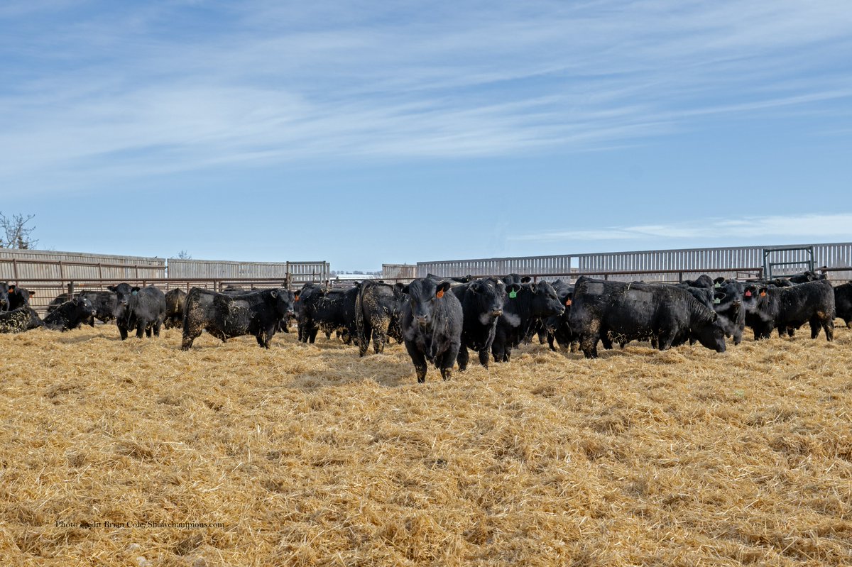 Soderglen Ranches tweet media