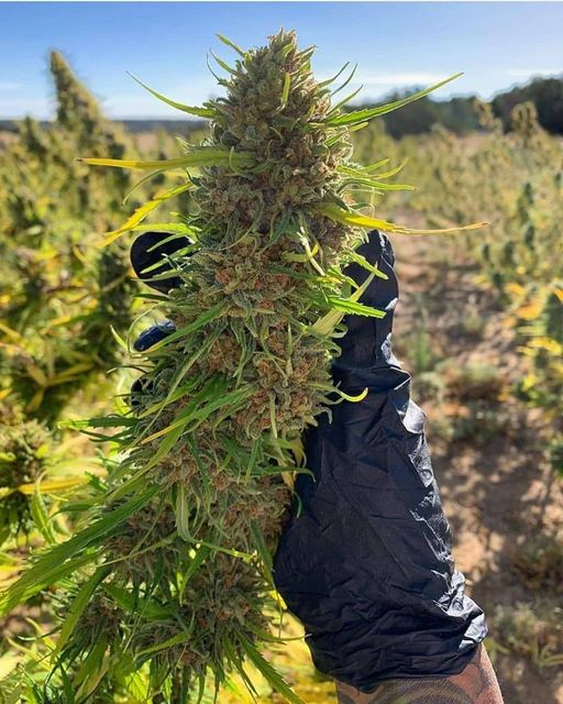SPACECANNABIS's tweet photo. hoje dia 20/4 é o dia nacional da maconha https://t.co/5ojHxhaf7w