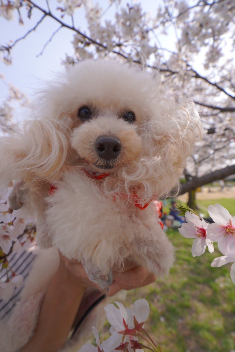 MocoRonRose's tweet photo. お友達と桜🌸
ローズ選抜で行ってきたよ
ヾ(●´∇｀●)ﾉ https://t.co/jrxpxF667q