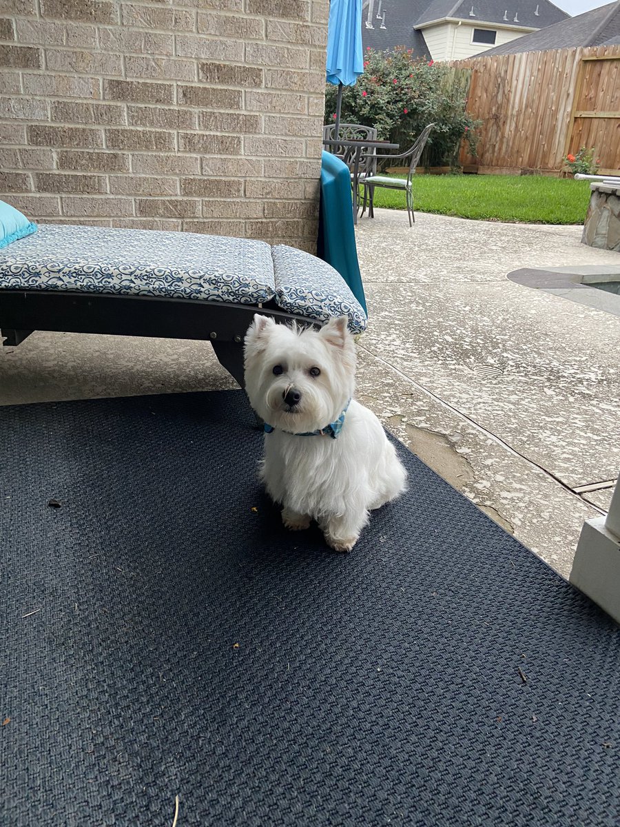 MacgregorWestie's tweet photo. I’z has to visit groomy lady today. When my hoomom came to get me Ms Annemarie want to know “what did he get into?!” Ded 🐦? Ded 🦎? Ded 🐍? Fields of cocklebur? Various form of 💩? Stretch out on a sticky floor where soda got spilled? 🤷♂️#dirtydog #dogsoftwitter #westiercol https://t.co/RaxjO8S0Uo