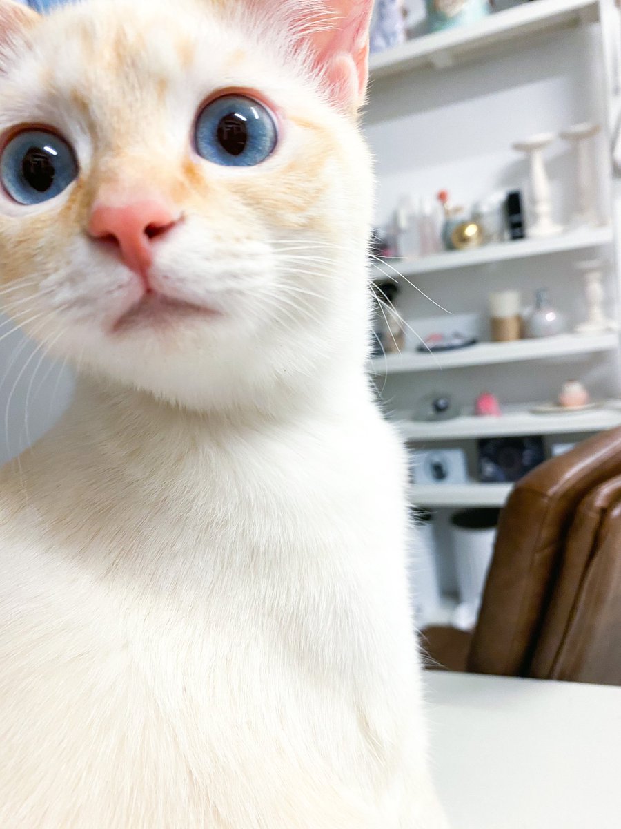 公式】うなぎねこ (@unagi_neko_) / Posts / X