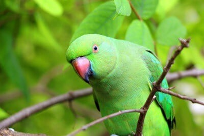 questionomatic's tweet photo. The 3rd Doctor wants to murder green parrot https://t.co/H4TvdrmnCj