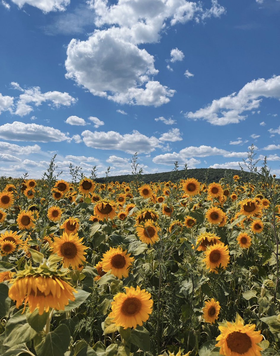 escritosrame's tweet image. la combinación de girasoles y el cielo.