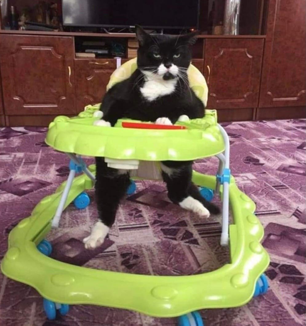 TranslatedCats's tweet photo. Parents: When will you have grandchildren for me?

I: https://t.co/iS0yOJfXbE