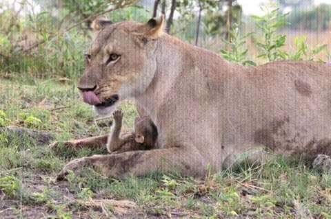 MstSafaris's tweet photo. https://t.co/GY80UPRO0w