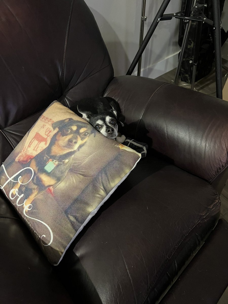 Dynesor's tweet photo. @dog_rates This is Moped, named after Harley my Rot that passed in 2010, got Moped in 2011 from my 3 daughters and the pictures shows the changes these past 12 years. She is a very smart chihuahua https://t.co/632cnMvSh0