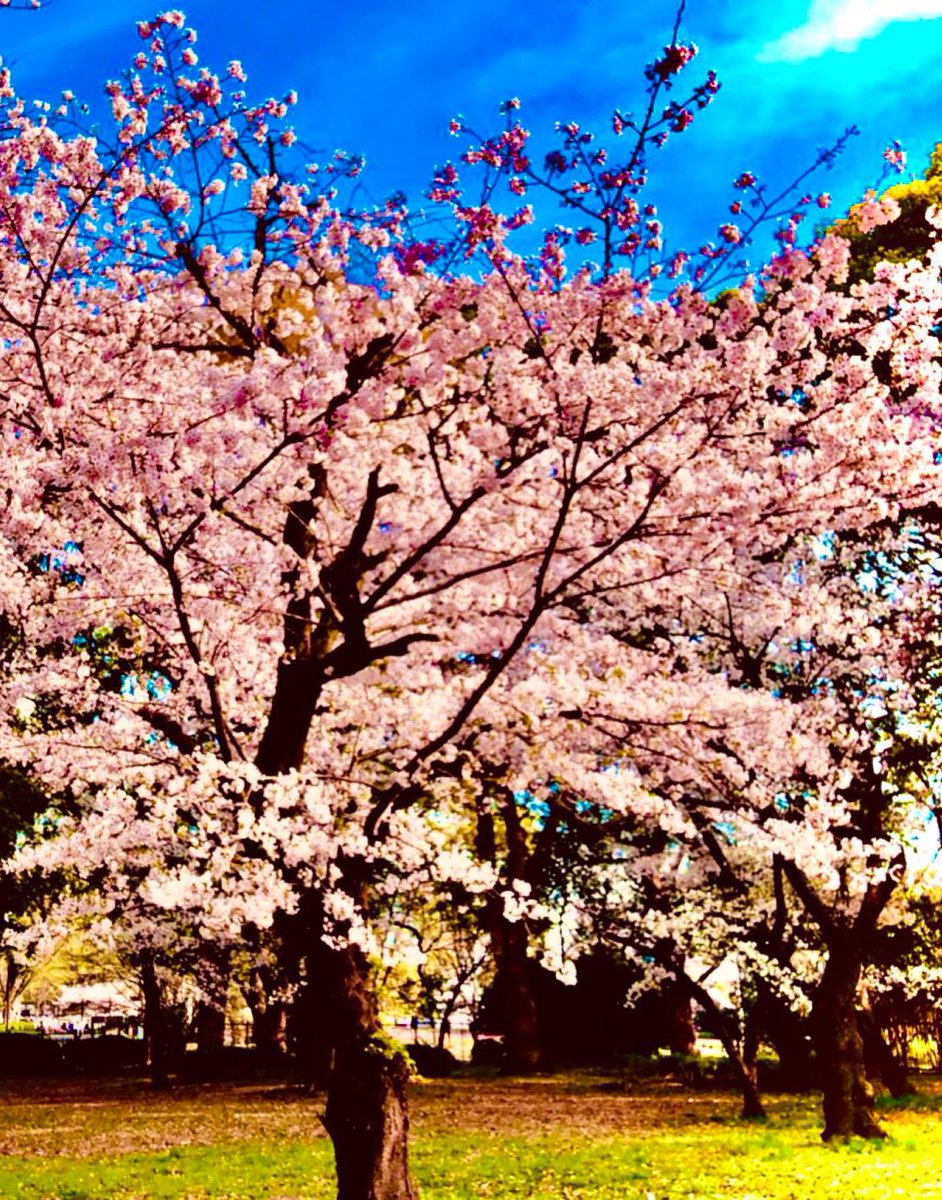 LogisticsTruth's tweet photo. おはようございます☀

今日は入学式の方も多いのだとか！
自分の学生の頃を回顧してみると、思い出が詰まってただけに秒で過ぎていったなと。。

入学式にあやかって心機一転、今週あと2日頑張りましょう！ https://t.co/ylqhmX4MMo