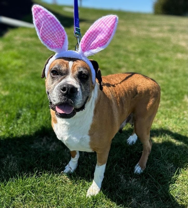 Won’t somebunny love me? My life on the mill was hard. The good people at AABR vetted me and are showing me the good life. Dog&kid friendly , Fostered in York,PA. #adoptable #adoptme #AdoptDontShop #boxerlife #boxerdogs #RescueDogs #boxerlife #Dogsarefamily #dogs #boxersrock #Dog