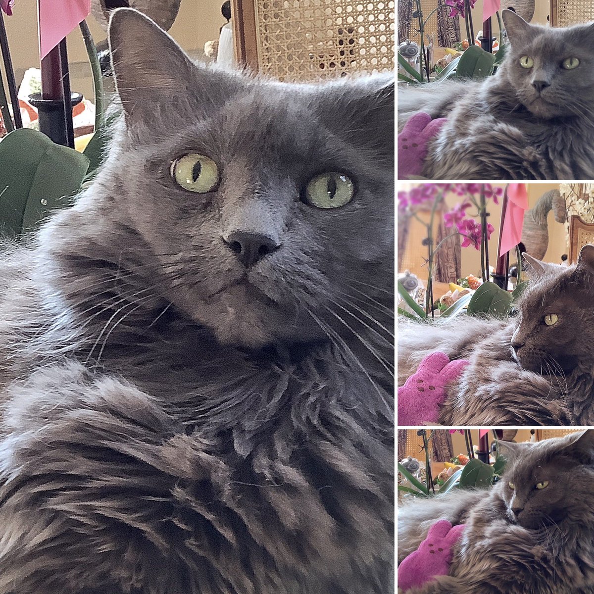 Ruby5202007's tweet image. Maxwell, the handsome 16.5 pound grey floof, is almost 12 years old.
💜💜💜