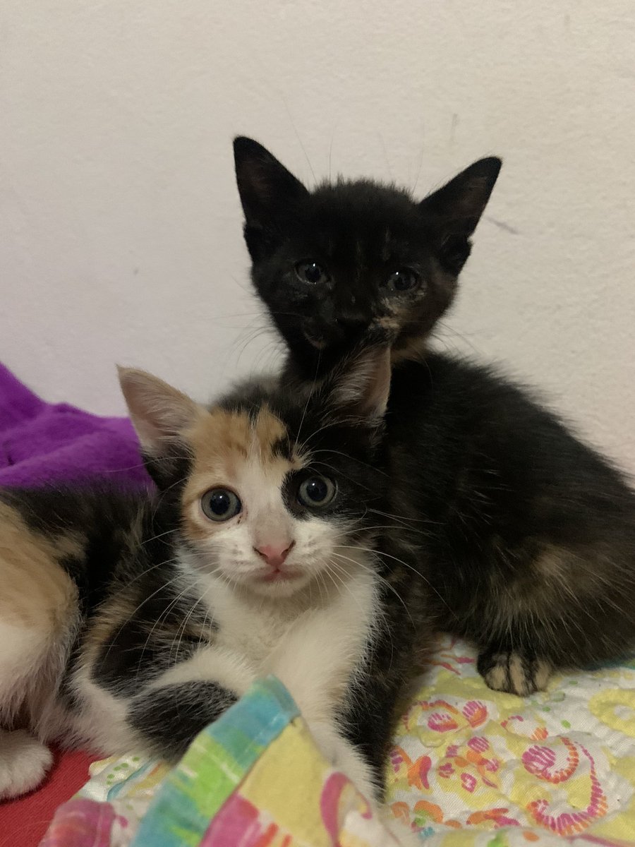 Karol_oi's tweet photo. Oiii pexual! Tô de lar temporário de 3 gatinhas lindas, e elas estão pra adoção ❤️
Se vocês souberem alguém que quer um novo amor, pede pra me chamar 🥰 https://t.co/QreArp7tld