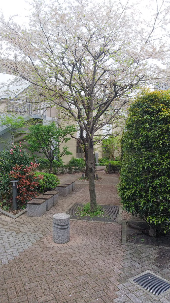 武蔵小山駅周辺、立派なタワーマンションが建ち並ぶ中に、立派な桜の木を発見。
樹齢どのくらいでしょうか。
移動の合間ですが、お花見ができました🌸

#おたがいさまPJ
#荏原