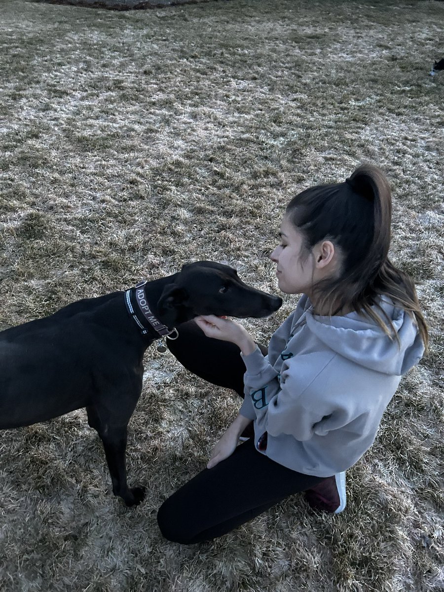 chancehroch's tweet photo. Life announcement for everyone. I would like everyone to meet our new sweet girl Penny Keeley Hroch. She is a retired racing Greyhound from Australia. She is now by far the fastest Hroch and also the sweetest girl you could ever imagine 🐶 https://t.co/sWTEqqbcTn