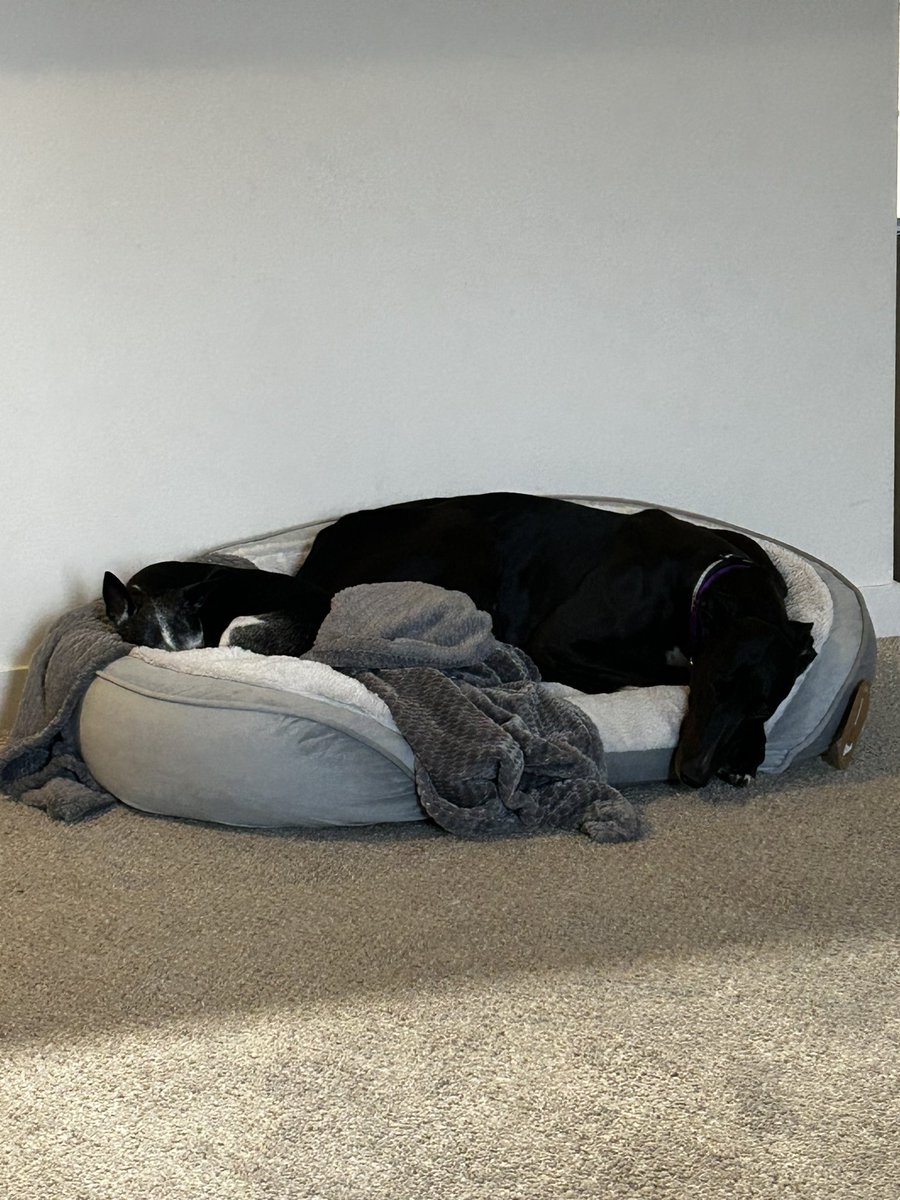 chancehroch's tweet photo. Life announcement for everyone. I would like everyone to meet our new sweet girl Penny Keeley Hroch. She is a retired racing Greyhound from Australia. She is now by far the fastest Hroch and also the sweetest girl you could ever imagine 🐶 https://t.co/sWTEqqbcTn