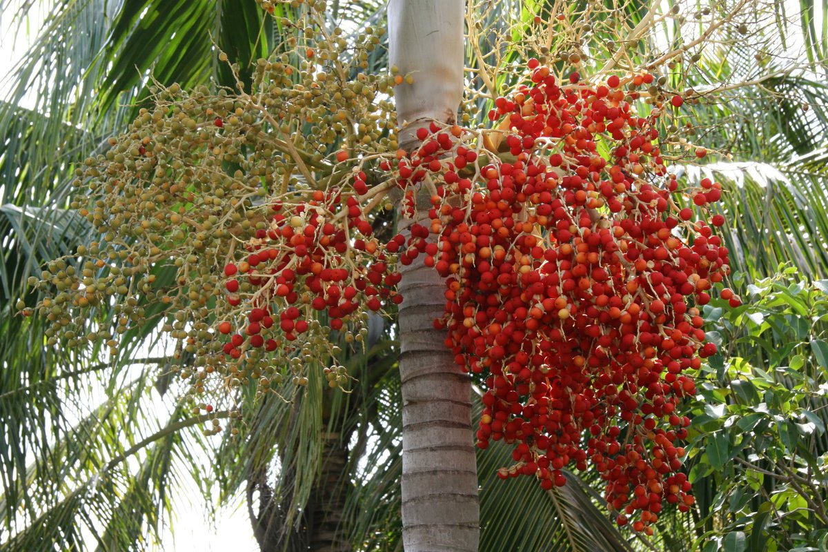 Maka pata Irrgiyirrgi. That is an Irrgiyirrgi. Irrgiyirrgi is a type of palm found growing along creeks in jungle. The leaves can be used for making shelters and other things.  Read more about it in the Mawng online dictionary: buff.ly/409GNPe Photo by: Zig CC BY-NC-Int