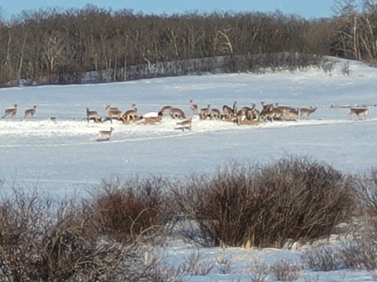 Not sure is there a bag under the deer?