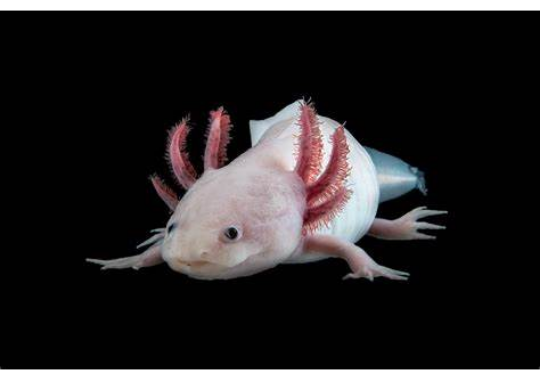 AxolotlHourly's tweet photo. Axolotl https://t.co/z6wTsWeL3H