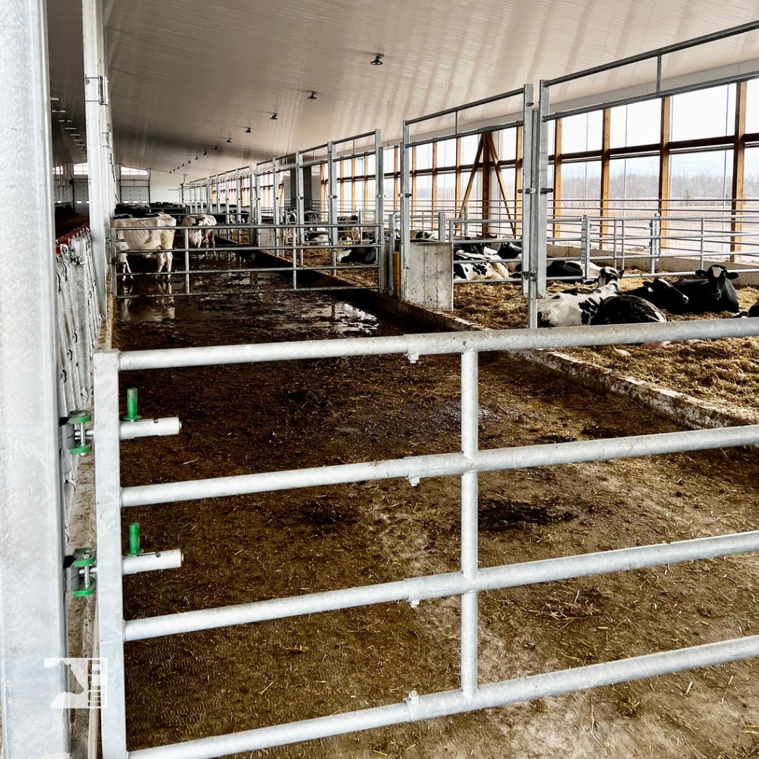 dairylanesystem's tweet photo. The cows are in at den Hertog’s new sand barn! This tractor scrape sand barn features Jourdain stabling, GEA/Houle gutter scraper and piston pump, DLS fans, and DLS manure grates. The cows are really enjoying their new home!
#DLSdairy #milk #agriculture #Jourdain #GEAfarming https://t.co/GP15JTX9dl