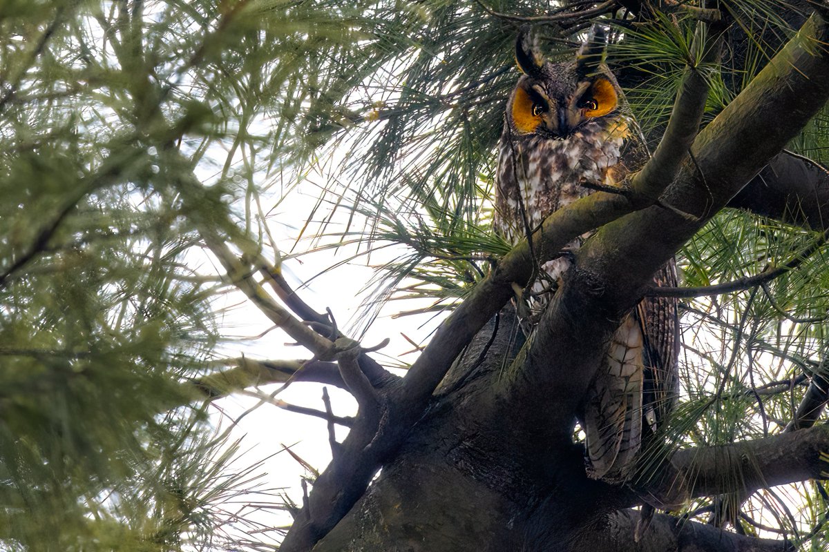Native Blueberry (@nativeblueberry) on Twitter photo This absolutely breathtaking Long-eared Owl was standing tall and proud in <a href="/CentralParkNYC/">Central Park</a> late this afternoon. My first! Thanks a lot to <a href="/BirdCentralPark/">Manhattan Bird Alert</a> for the alerts. #birdcpp This absolutely breathtaking Long-eared Owl was standing tall and proud in <a href="/CentralParkNYC/">Central Park</a> late this afternoon. My first! Thanks a lot to <a href="/BirdCentralPark/">Manhattan Bird Alert</a> for the alerts. #birdcpp