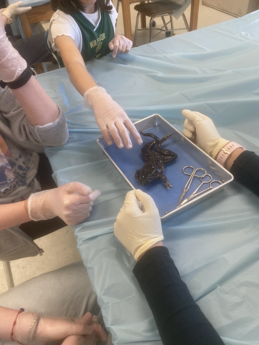 sciwithmrse's tweet photo. 🐸 Love the excitement of dissection day🐸 https://t.co/RsBJiNdA1f