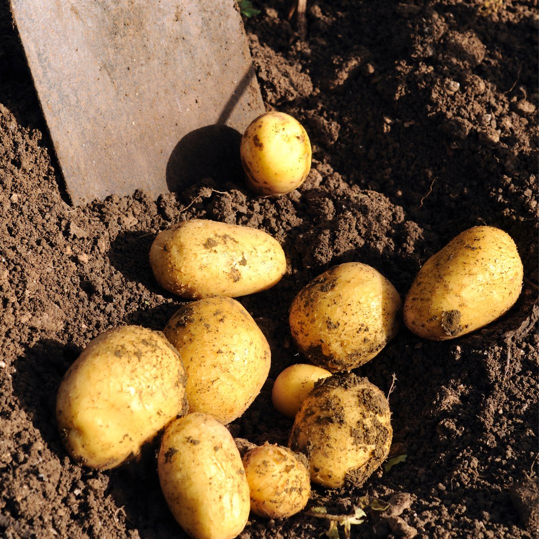 LRinvasives's tweet photo. Happy Soil Conservation Week! Let's celebrate &amp; appreciate the foundation of our food system. Healthy soil is key to nourishing our communities and sustaining our rural areas for generations to come. Protect soils by removing invasive plants. 🌱🌾🌿
#SoilConservationWeek https://t.co/EZf98WJ0vj