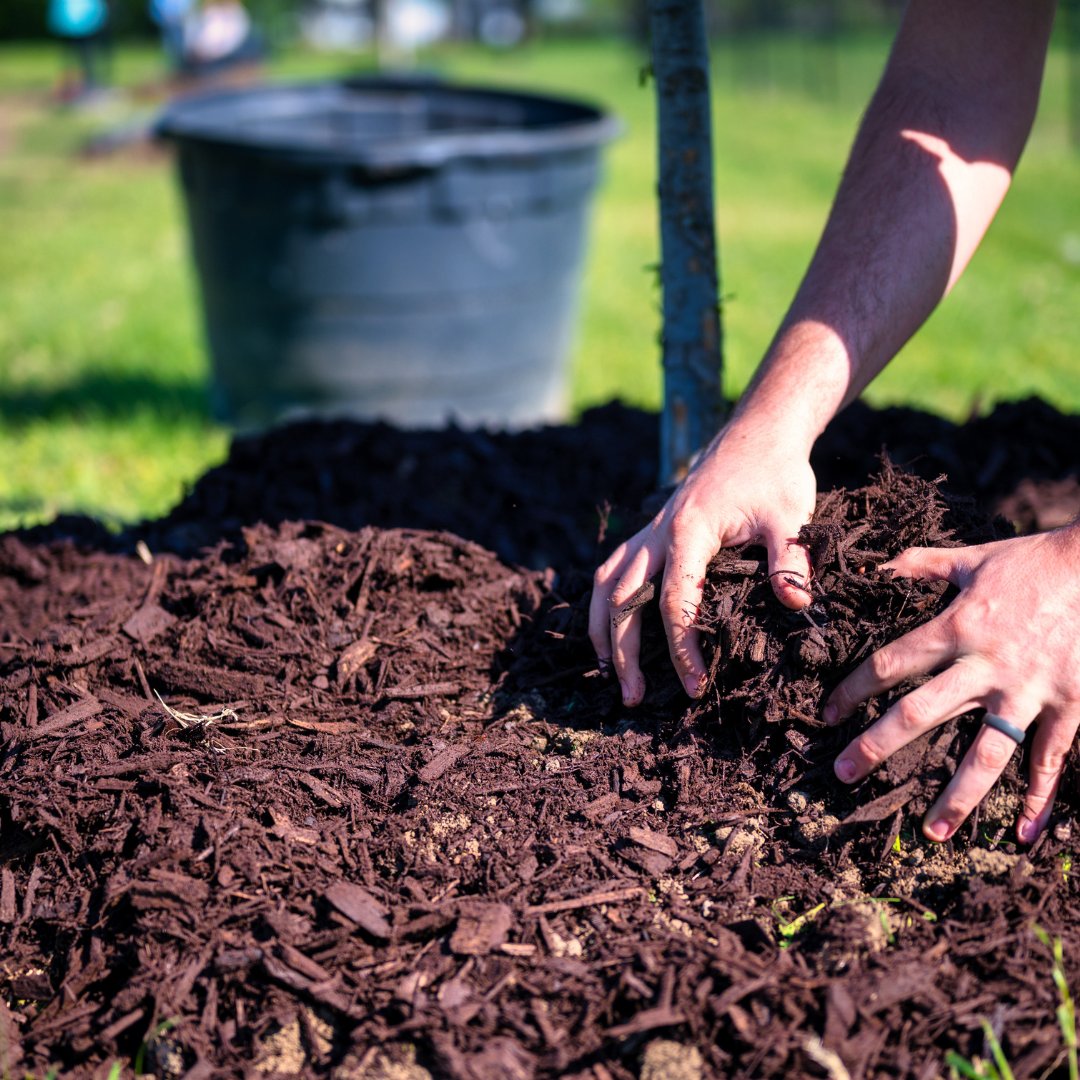 LRinvasives's tweet photo. Happy Soil Conservation Week! Let's celebrate &amp; appreciate the foundation of our food system. Healthy soil is key to nourishing our communities and sustaining our rural areas for generations to come. Protect soils by removing invasive plants. 🌱🌾🌿
#SoilConservationWeek https://t.co/EZf98WJ0vj