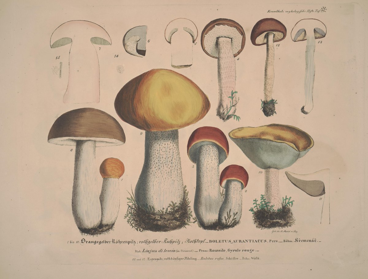 Naturgetreue Abblidungen und Beschreibungen der essbaren by Krombholz, J. V. - 1831  ~ archive.org/details/mobot3… #fungi #butterflies #birds #nature #book #archive #scientificillustration