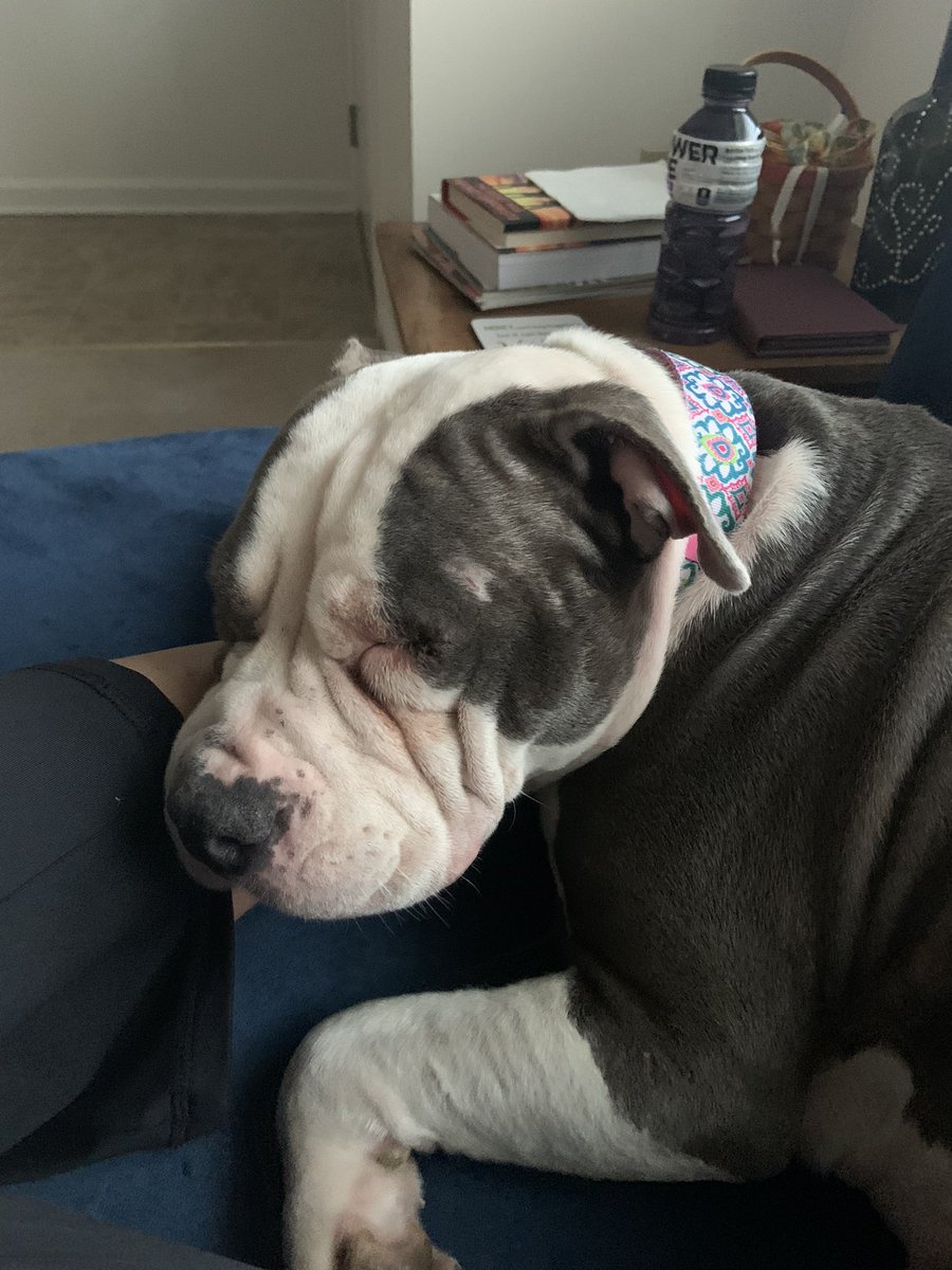 cdixon49's tweet photo. @davidlabrava my adopt don’t shop baby girl. She is a sweetheart. #AdoptDontShop https://t.co/QaZ7Fd4pTk