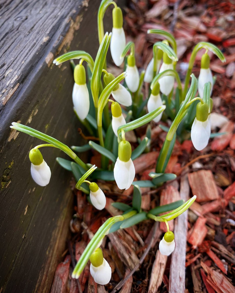 A_HallidayNL's tweet photo. @YourMorning @KelseyMcEwen @LindseyDeluce @AnneMarieAMK 

Spring is blooming in St.John’s, Newfoundland! https://t.co/bT7215zApq