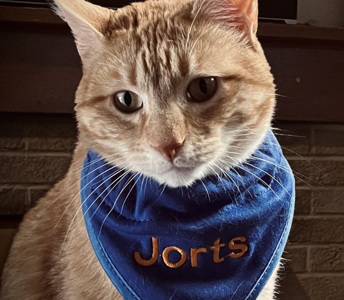 Jorts (and Jean) tweet media