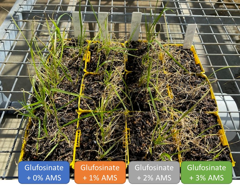 From left to right double knock with 2L and 0%, 1%, 2% and 3% AMS. Visual suppression of biomass went from 85% to 93%, 94%,  99%.  Next is to check with deionized (rain) water to possibly understand further.  Thanks to <a href="/kenflower7/">Ken Flower</a> for the initial input to do this small trial.