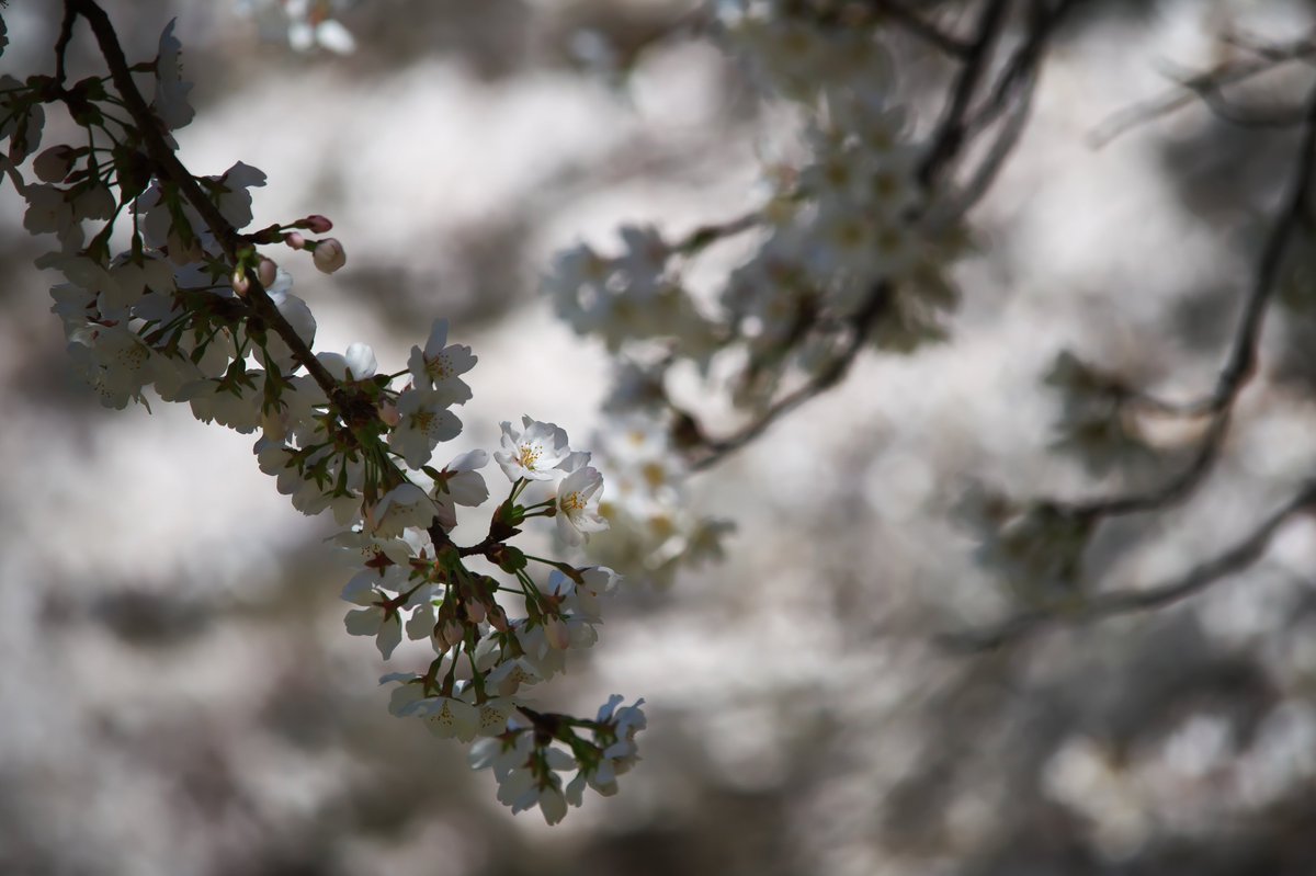 houroukamome39's tweet photo. 不穏な桜

#三重　#桜
#キリトリセカイ　#花写真
#TLを花でいっぱいにしよう https://t.co/LDvNkcFxTP