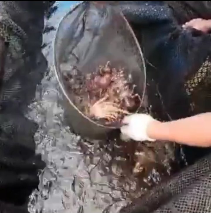 JuniarisJ's tweet photo. Jumat (03/03), Jumaris, Luhkan Kab Simeulue, di POKDAKAN BARACUDA DS Sinabang, Mendampingi Panen Lobster, KJA HDPE, sebanyak 272 kg, 72 M2, Size Panen 6-8 cm, harga 150000/kg. #GiatluhkanSatminkalMedan #Simeulue #Panen https://t.co/avV8owpA94