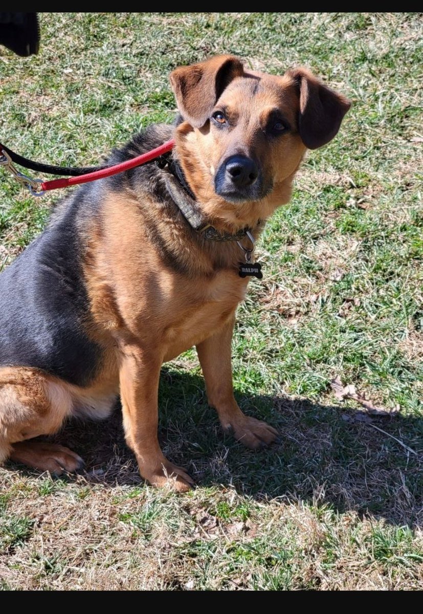 Look at those ears! Ralph is a 6 year old boy, who is intelligent and curious. He enjoys exploring the world around him and is often busy making sure he doesn't miss out on anything! He has an excellent nose, particularly when it comes to treats. Really, who doesn't love treats?