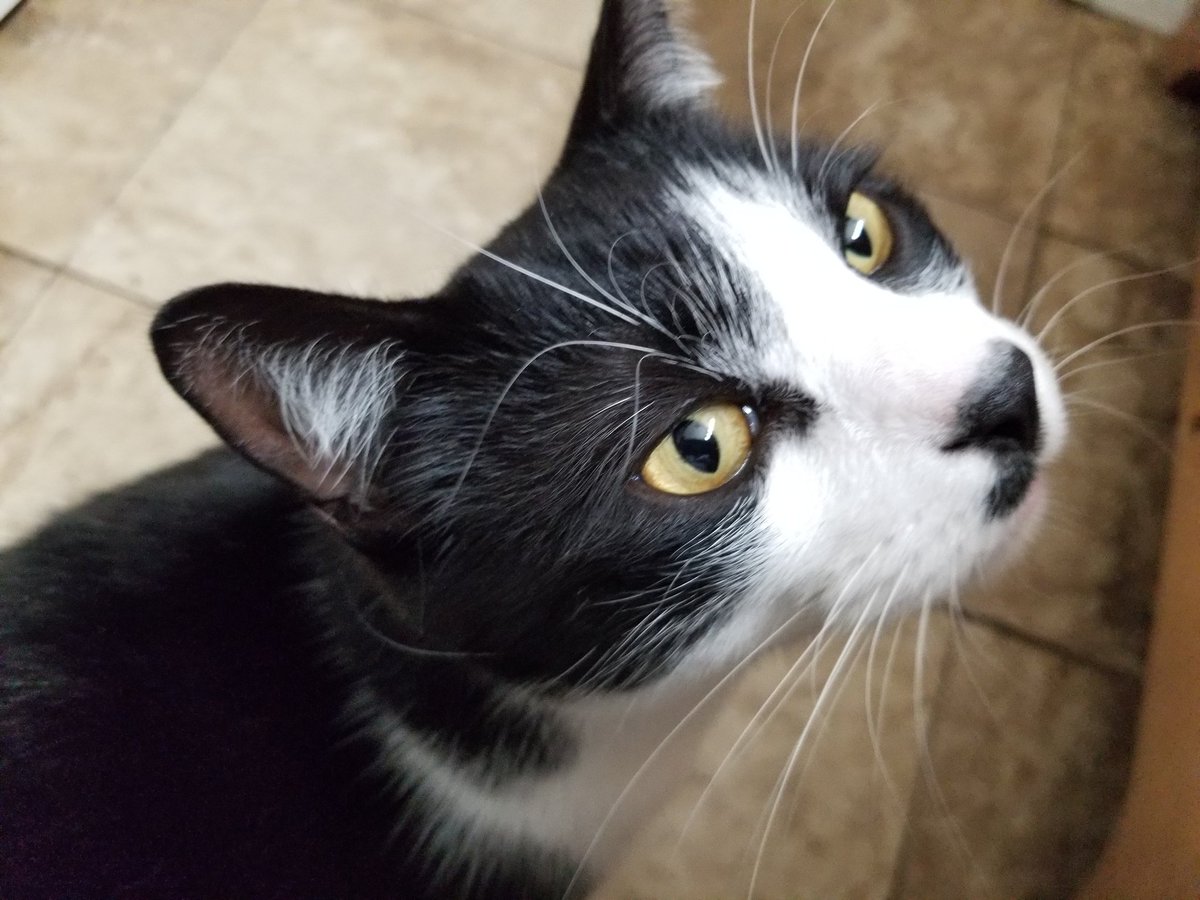 RhondaHendee's tweet photo. Voting to #neveruse @Taskrabbit for shit after the horror @CatsSurname @Rain_Surname went through #boycott say us all #catsoftwitter me hissing at dems as a part of #TuxieGang https://t.co/i5Mgwe9XOZ