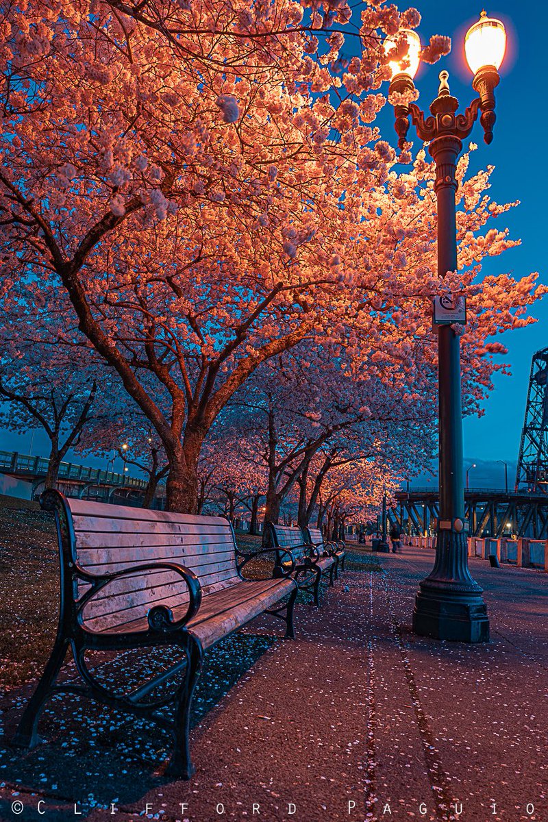 What a gorgeous morning in Portland, Oregon today especially with the cherry blossoms 
#portland #ripcity  #rosecity #PortlandNews #oregon #oregonian #cherryblossoms #SAKURA  #sakurajapan
