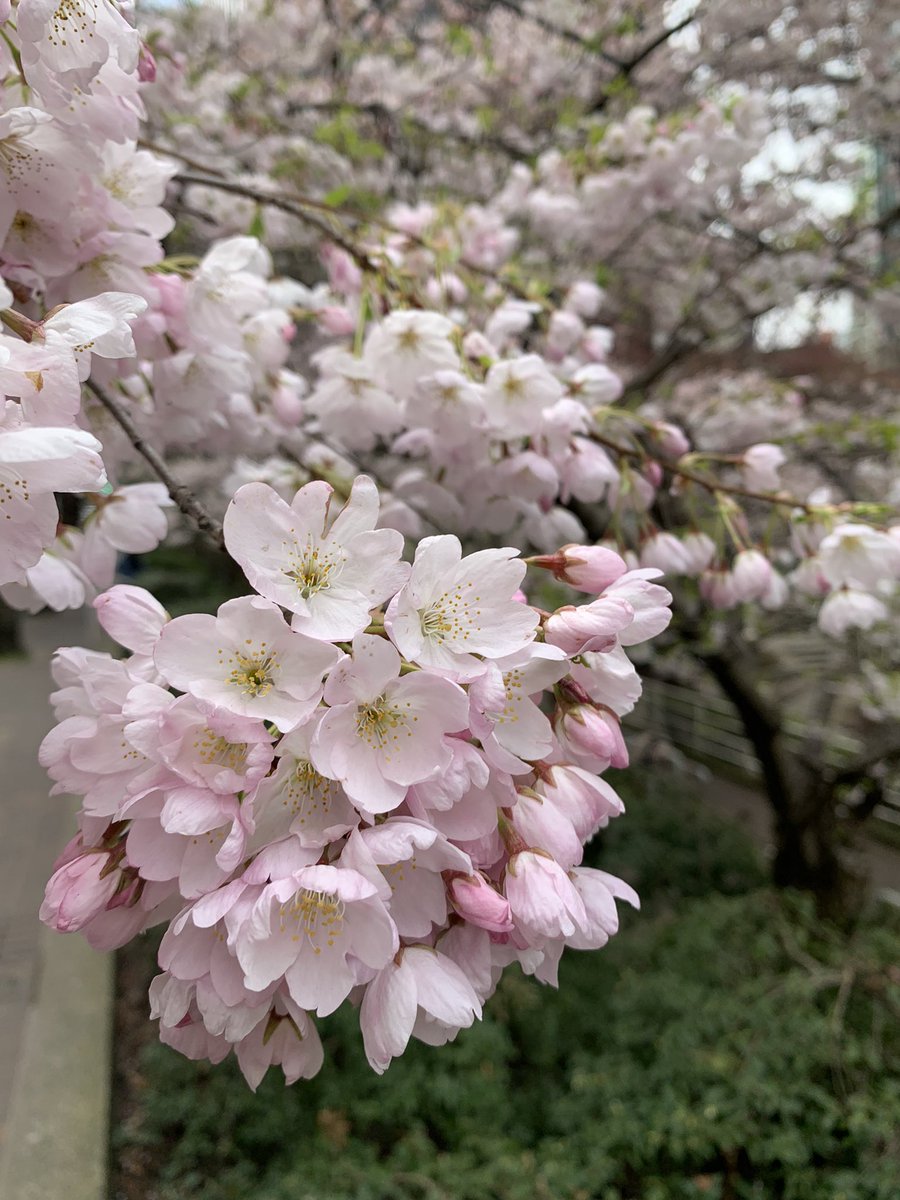 NIChardon's tweet image. Just as beautiful as the cherry blossoms are the scores of people who gather underneath and marvel at the yearly wonder, turning themselves into fascinated botanists for a moment.