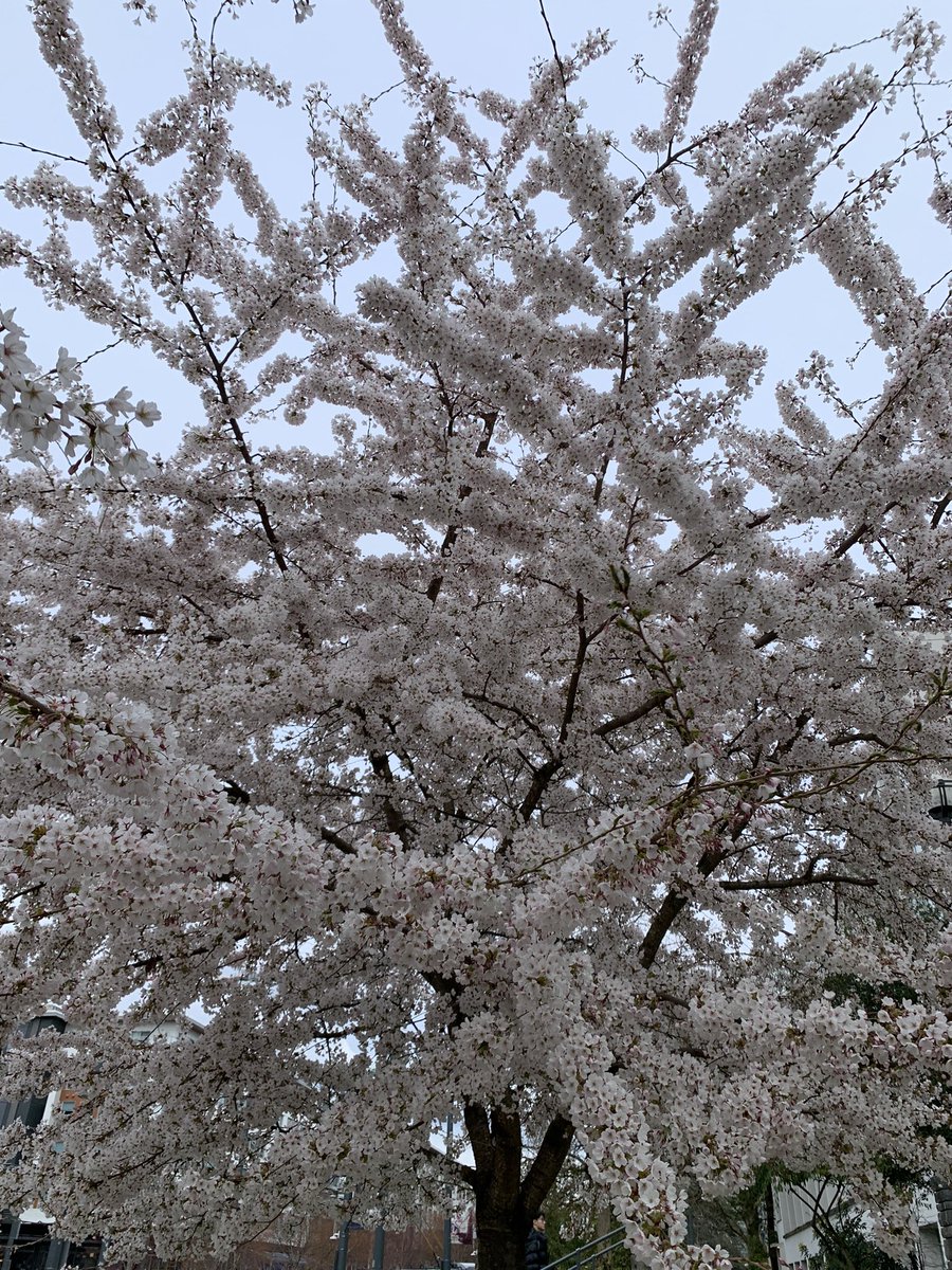 NIChardon's tweet image. Just as beautiful as the cherry blossoms are the scores of people who gather underneath and marvel at the yearly wonder, turning themselves into fascinated botanists for a moment.