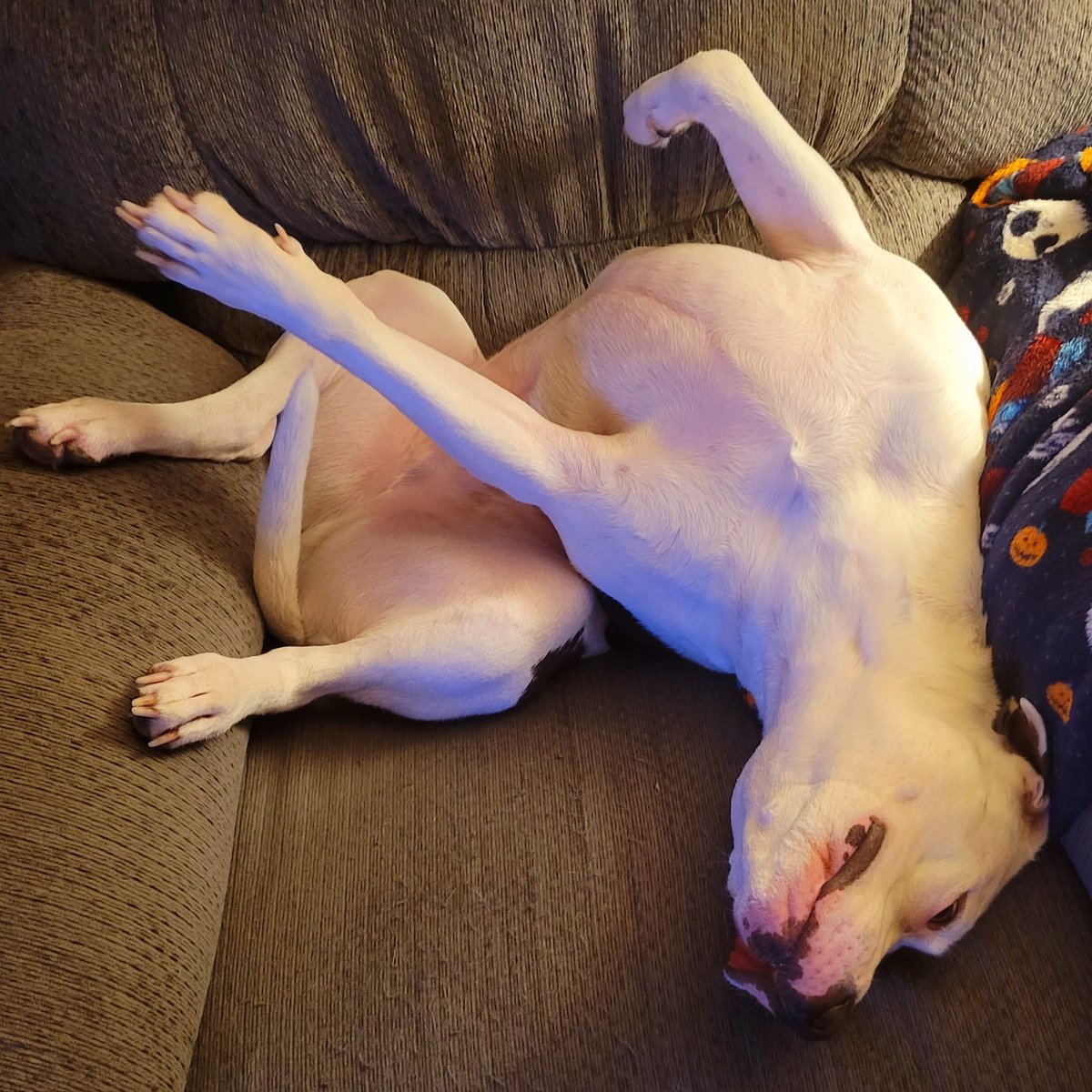 amandaswank85's tweet photo. Silly boy โค๐ถโค #oliver #mylove #myeverything #myfurbaby #pitbull #animalsarebetterthanpeople #mylove #myboy #myfriend #myprotector #bestfriend #bouncybooty #myking #handsomedevil #thatbooty #sweetboy #gentleman #sweetheart #kindsoul #bestdogever #cutie #cutiepie #ladiesman https://t.co/L5uBPqkNL8