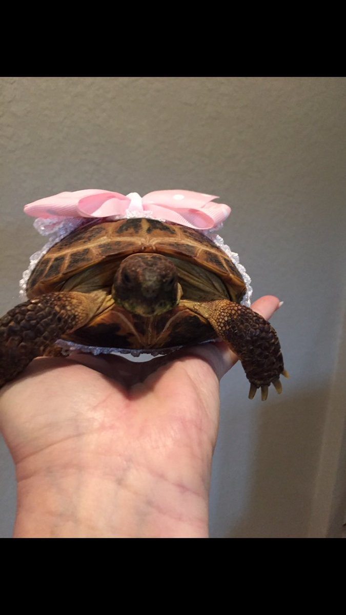 Rita Pintavalle (@ritapintavalle) on Twitter photo My Turtle π’ Lucy loves her tortoise palace inside and long walks in the yard π₯° Live long, Love your pets #gulfcoastrenregion <a href="/J_Renaissance/">Jostens Renaissance</a> My Turtle π’ Lucy loves her tortoise palace inside and long walks in the yard π₯° Live long, Love your pets #gulfcoastrenregion <a href="/J_Renaissance/">Jostens Renaissance</a>