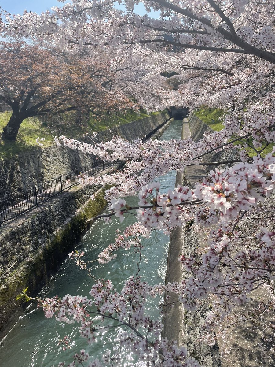 sayuki_d's tweet photo. 今年もびわ湖疏水の桜を味わうことができました☺️✨
桜ってやっぱり素敵だねぇ🌸🌸

#びわ湖疏水　#桜 https://t.co/S0LguRiCM2