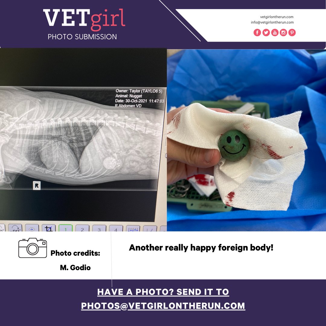 VetGirlOnTheRun's tweet photo. Another happy foreign body!!
#vettech #vetassistant #vetmed #vetgirl #veterinary #veterinarian #vettechlife #vettechprobs #vetstudent #veterinarymedicine https://t.co/VL4XmoEWth